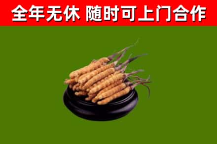 滨江回收冬虫夏草