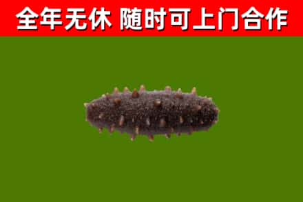 滨江回收海参干